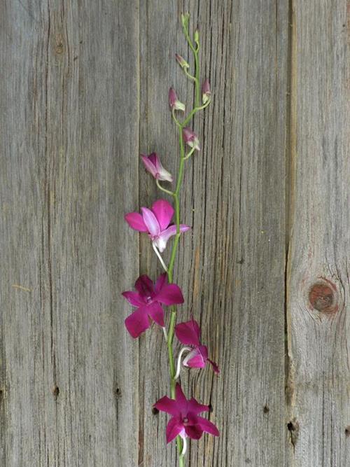 SABINE  PURPLE DENDROBIUM ORCHID